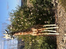 Dot+39s Garden