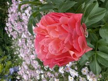 Fiona+39s Garden