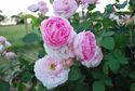Kurinda Rose Garden
