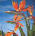 An Airbrush Garden with Sue Osborn